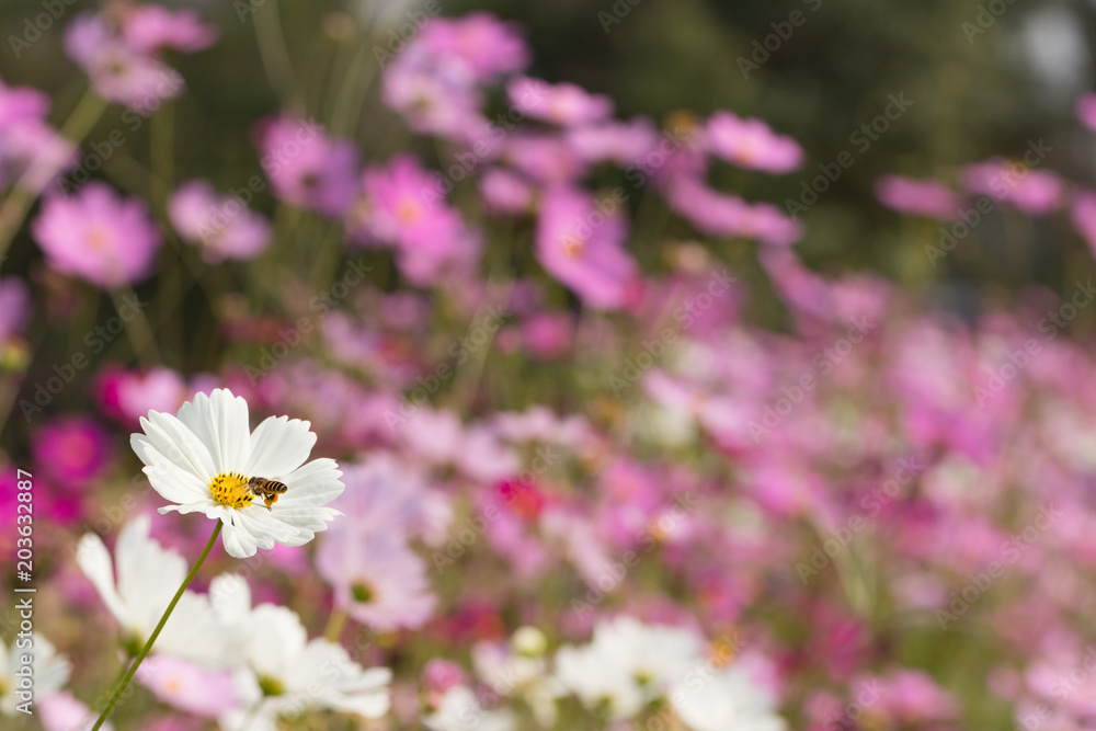 Bee collects pollen from pink flowers cosmos in the garden Bee collects pollen from pink flowers cosmos in the garden