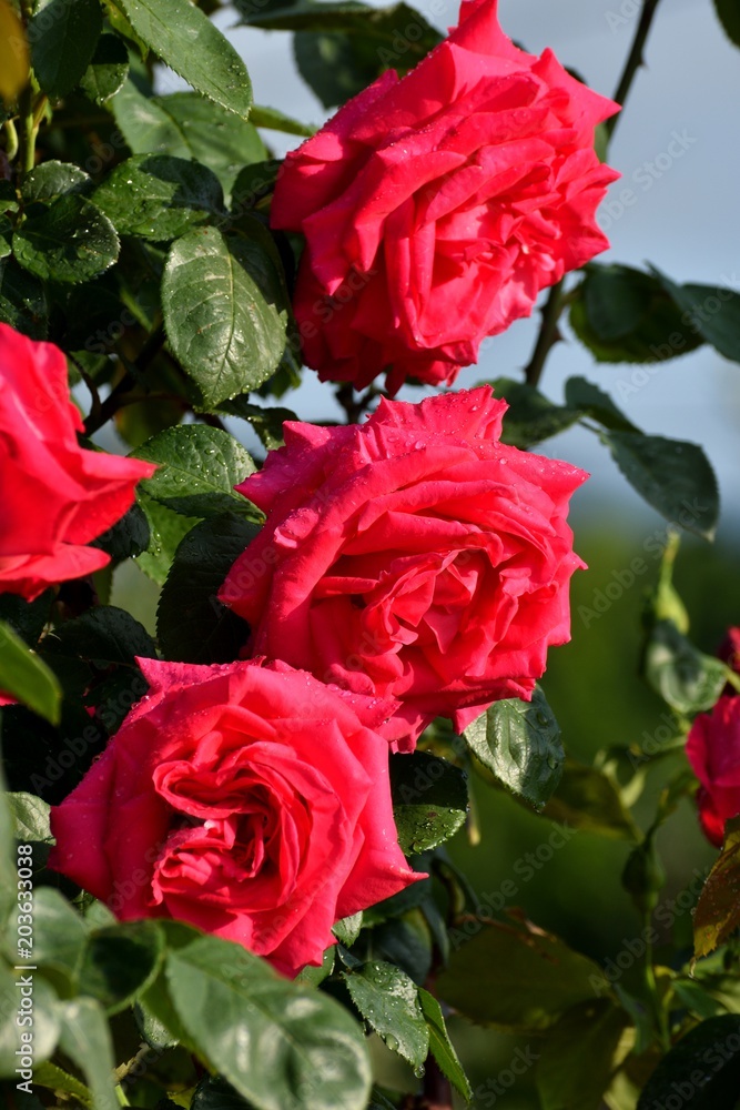 Roseto - Rose Roseto - Rose