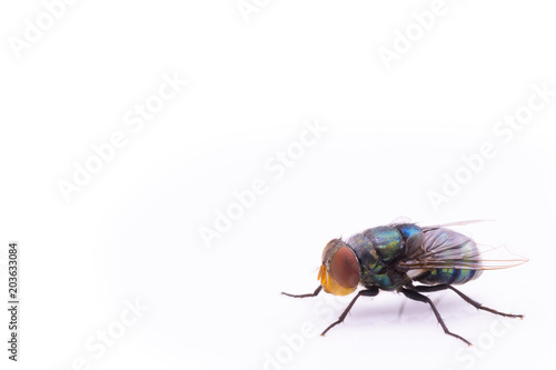 green fly isolated on white