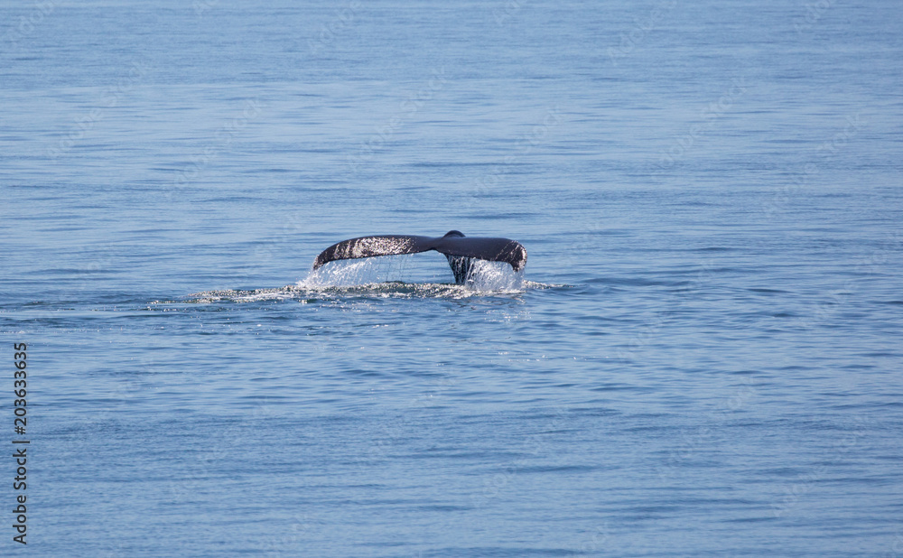 Fototapeta premium Humpback Whale Tail in Salish Sea