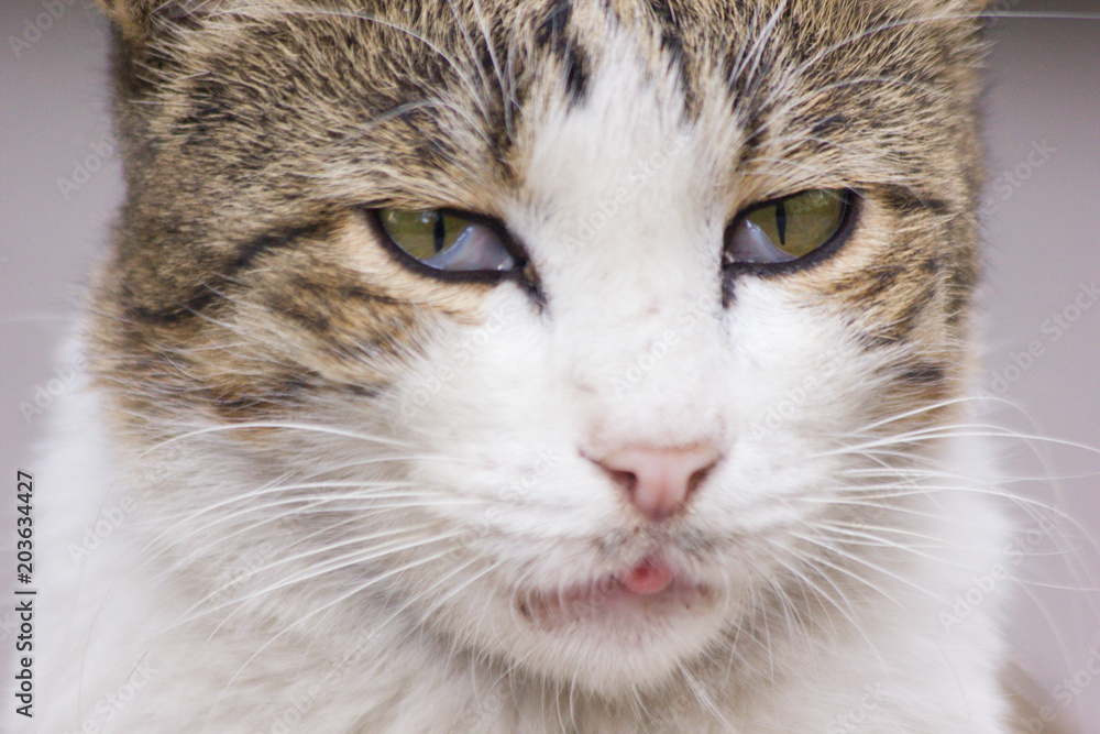 cat cat