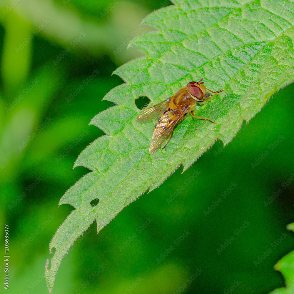 hoverfly resting on a leaf hoverfly resting on a leaf