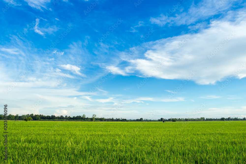 Fototapeta premium Beautiful green cornfield with sunset sky background.