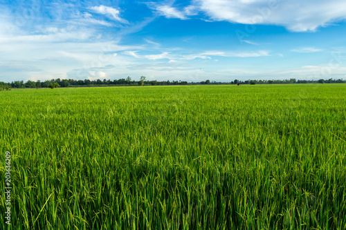 Beautiful green cornfield with sunset sky background.