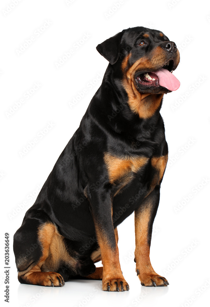 Rottweiler on a white background