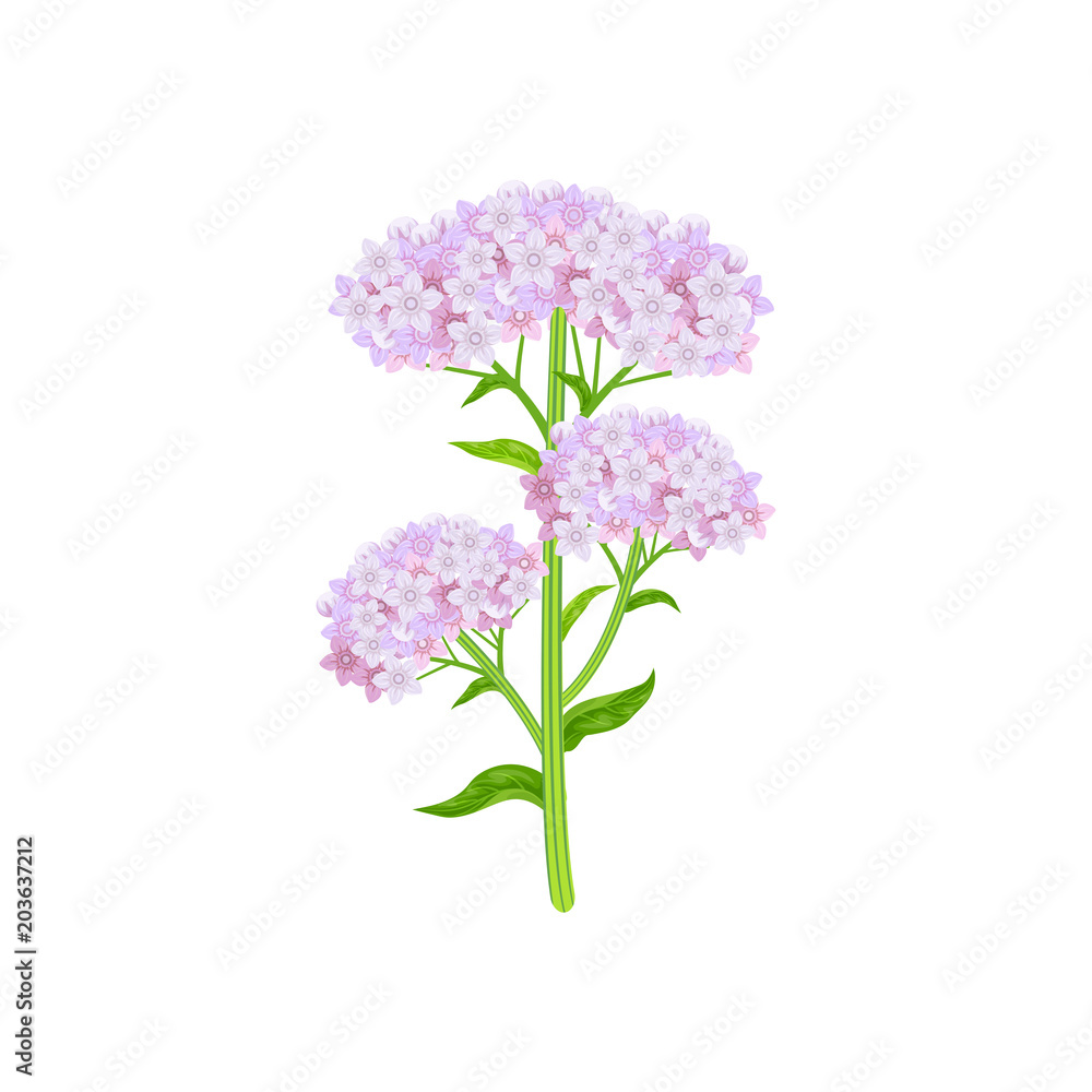Obraz premium Valeriana officinalis isolated on white background. Vector illustration of medical herb.