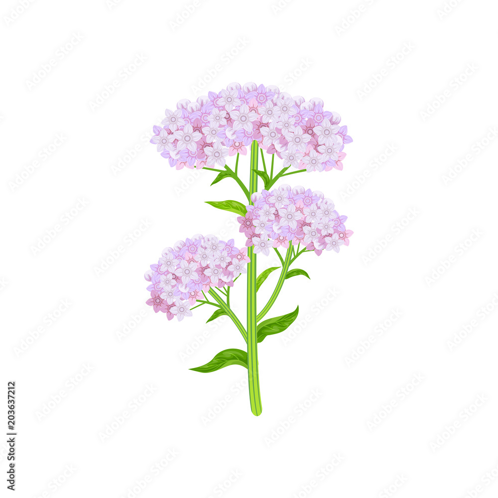 Valeriana officinalis isolated on white background. Vector illustration of medical herb.