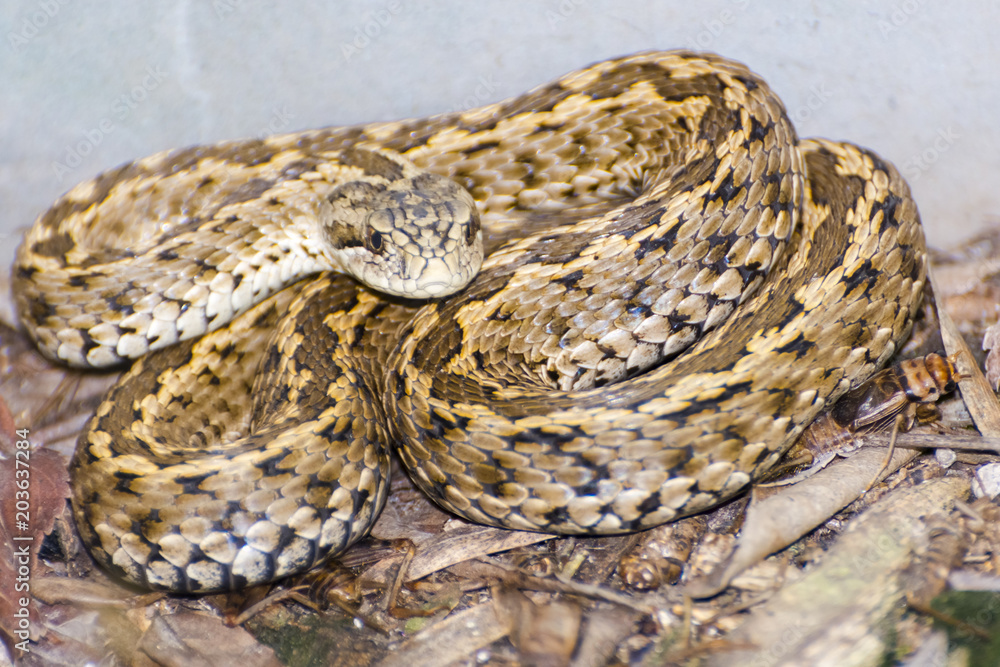 Fototapeta premium Viper on the ground