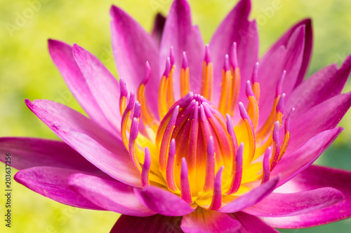 Water lily flower  lotus  and green background. The lotus flower  water lily  is national flower for India. Lotus flower is a Gautama Buddha symbol in Asian culture.