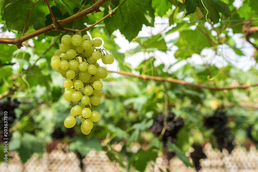 Large bunch of red wine grapes hang from a vine with green leaves.