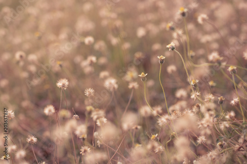 blurred flowers grass design for background