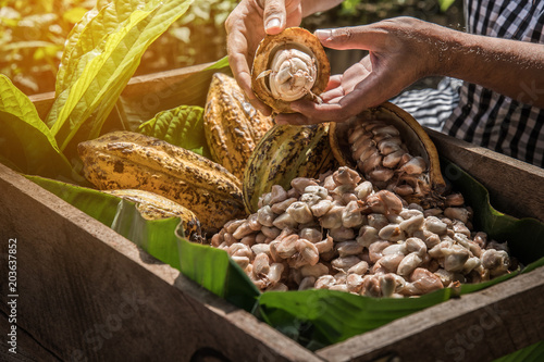 Cocoa Beans and Cocoa Fruits.