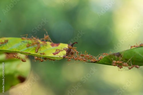 Ant action standing.Ant bridge unity team © frank29052515