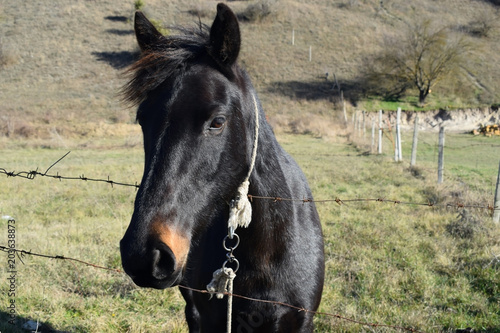 Black horse on the field