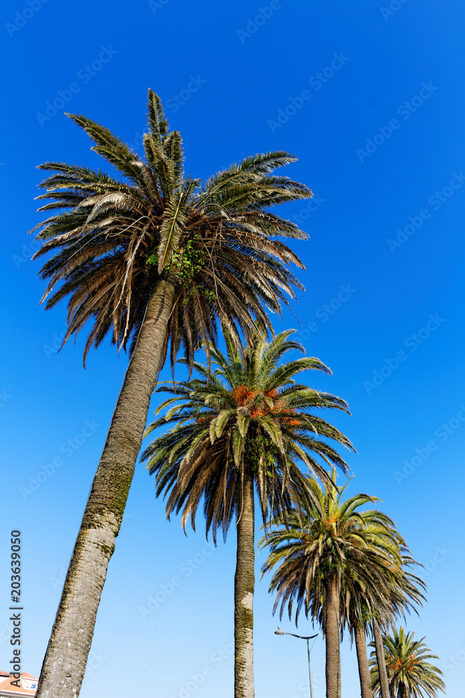 Row of palm trees at sunny day