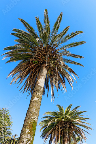 Big palm tree at sunny day