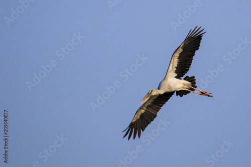 Image of an Asian openbill stork(Anastomus oscitans) flying in the sky. Bird, Wild Animals. © yod67