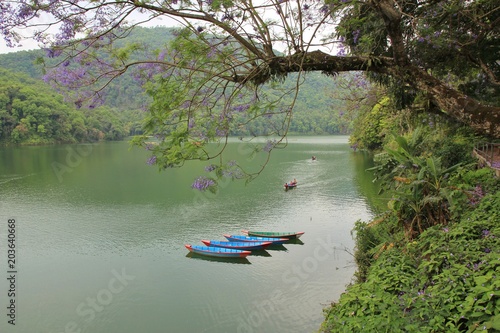 Blue rowing boats on Fewa lake, Pokhara. Tree with purple flowers. Spring scene in Nepal.