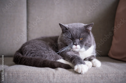 Cute British short hair cat, shot indoors