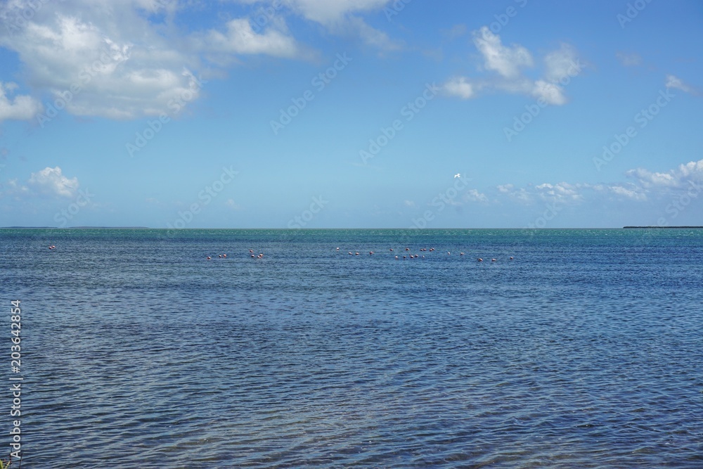 Obraz premium Cayo Coco auf Kuba, Karibik