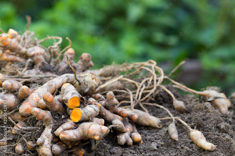 Turmeric root (Curcuma longa),Herb plant Turmeric root (Curcuma longa),Herb plant