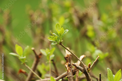 A beautiful growing of small leaves on the tree