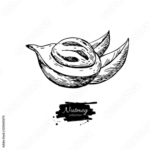 Nutmeg spice vector drawing. Mace fruit seasoning nut sketch. Herbal ingredient, culinary and cooking flavor.
