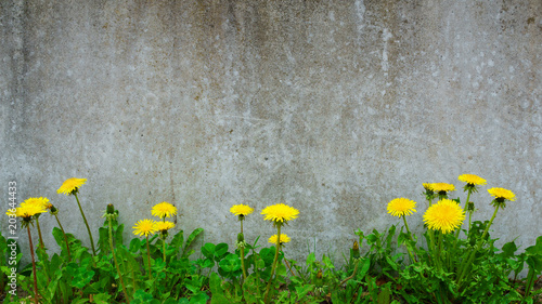 Dandelion plant growing at concrete wall - Survivor Environment Concept