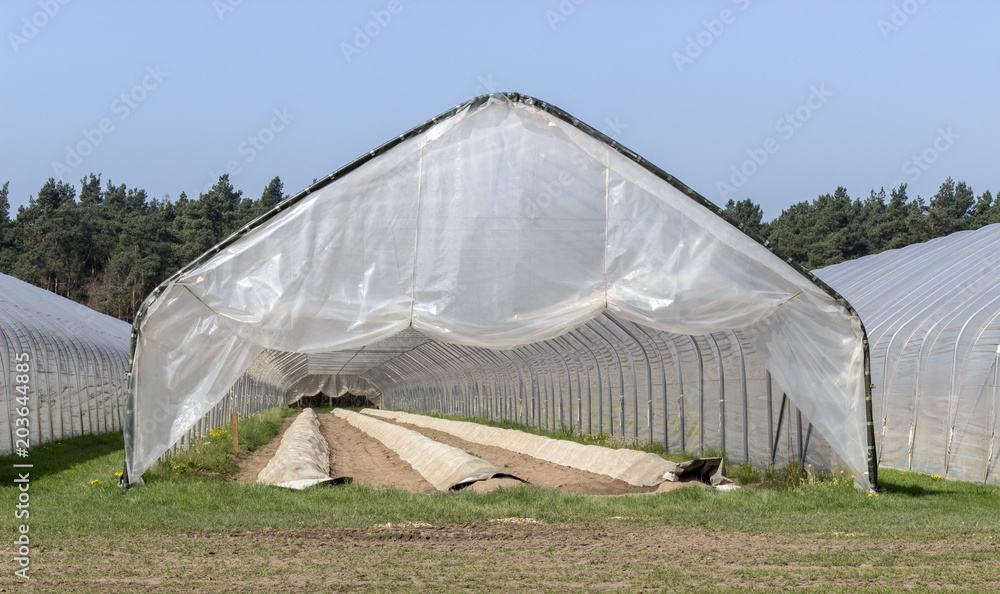 Asparagus growing in a foil tent with long hillside beds