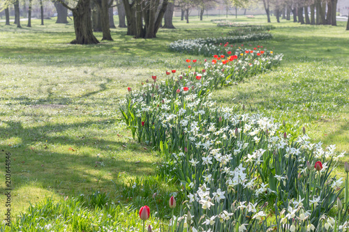 Fototapeta Naklejka Na Ścianę i Meble -  Flowerbed in spring with white daffodils