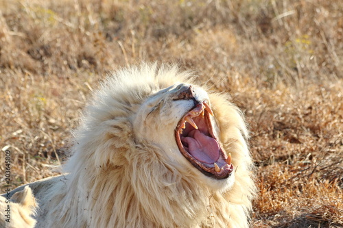 Fototapeta Naklejka Na Ścianę i Meble -  Weißes Löwen Männchen beim Gähnen - Querformat