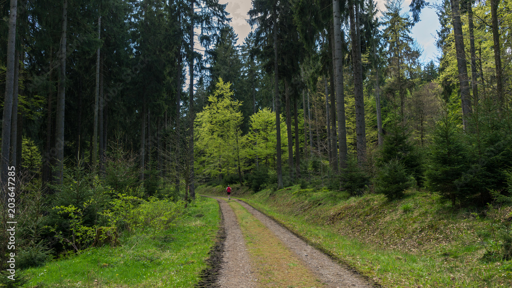Fototapeta premium Running through a forest in Germany