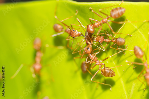 Red ant,Weaver Ants (Oecophylla smaragdina),Action of ant, ant standing © frank29052515