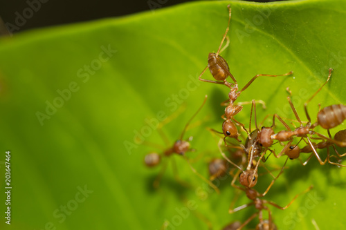 Red ant,Weaver Ants (Oecophylla smaragdina),Action of ant, ant standing © frank29052515