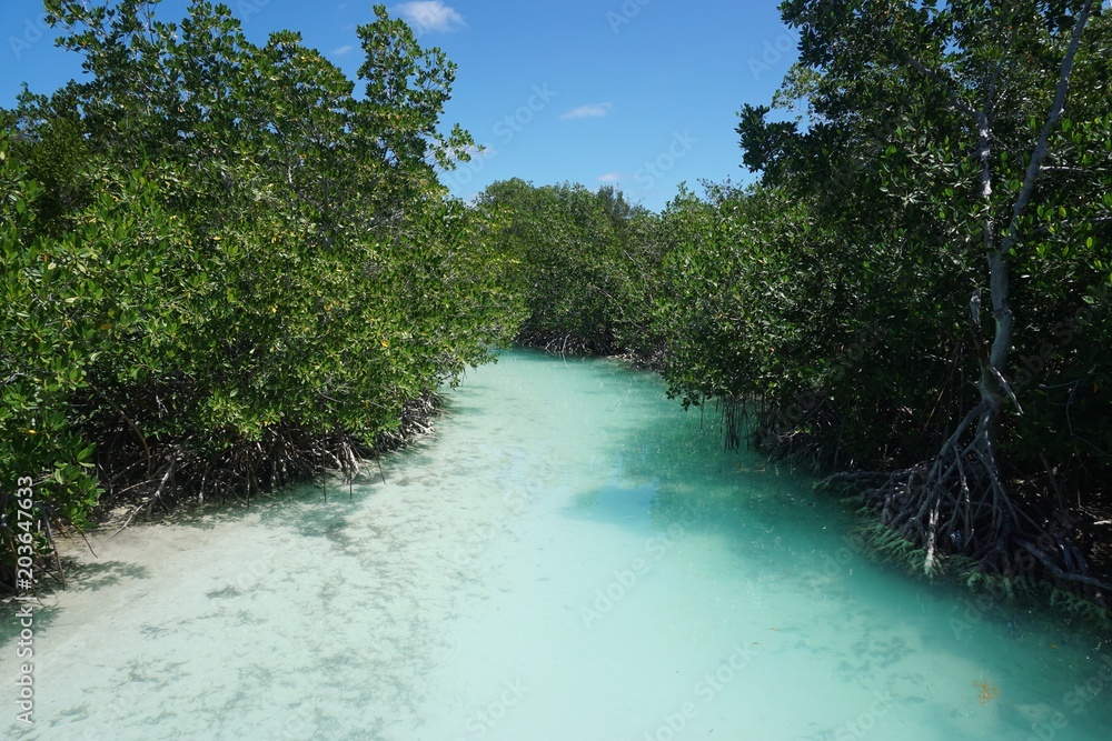 Obraz premium Strand mit Mangroven auf Cayo Coco, Jardines Del Rey, Kuba