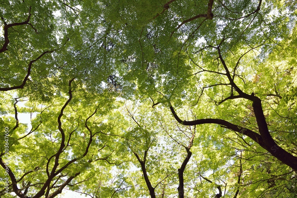 Nature background of fresh green Japanese Maple tree in wide angle