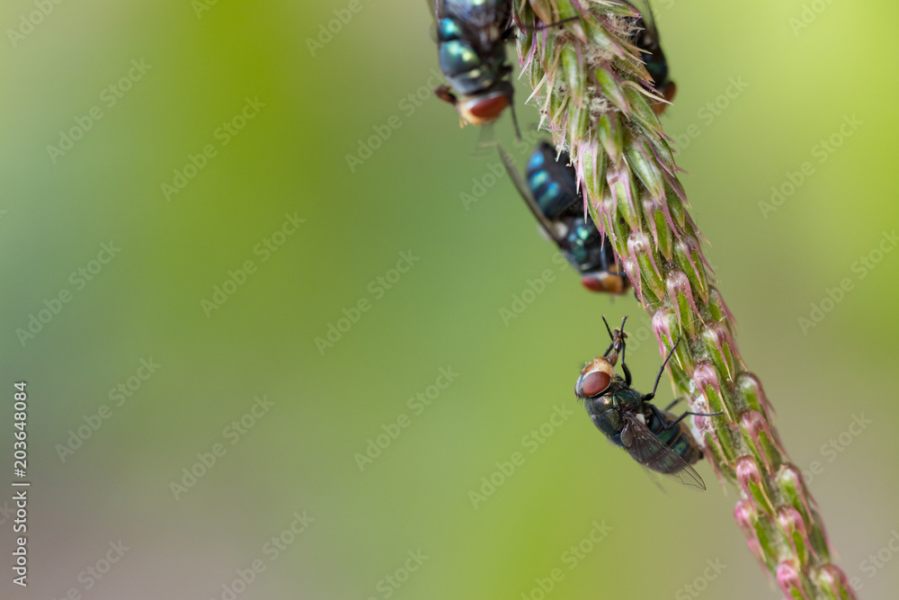 Fototapeta premium Close up fly,bluebottle on a green leave background. Insect. selective focus