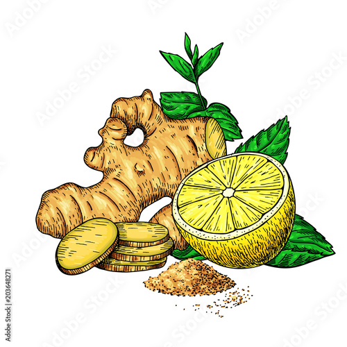 Ginger, lemon and mint vector drawing. Root, hearb leaf and fruit slice sketch
