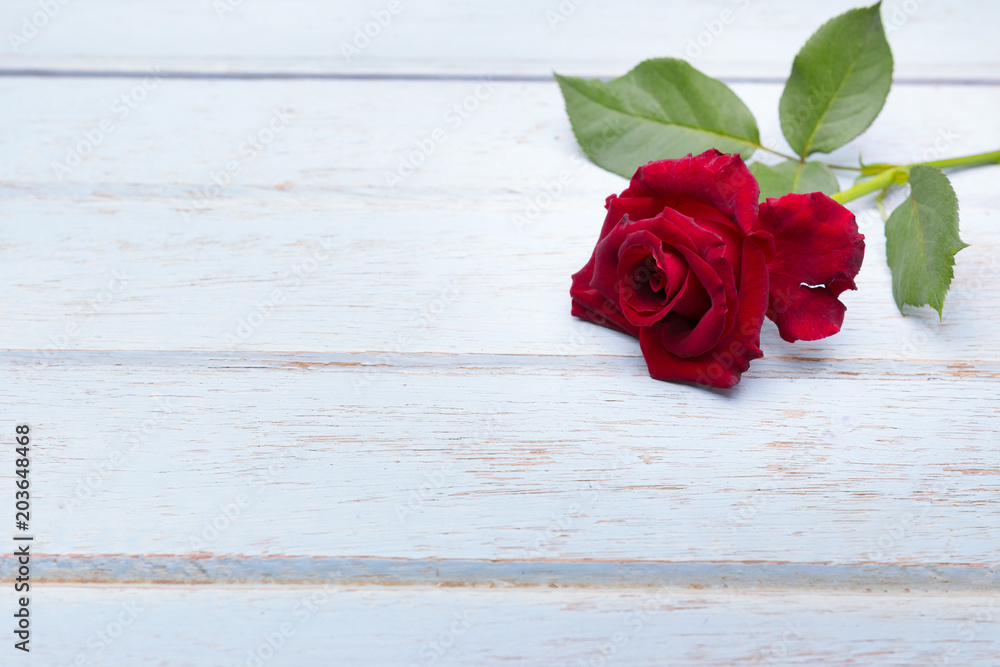 Red roses on wooden board background with copy space Red roses on wooden board background with copy space