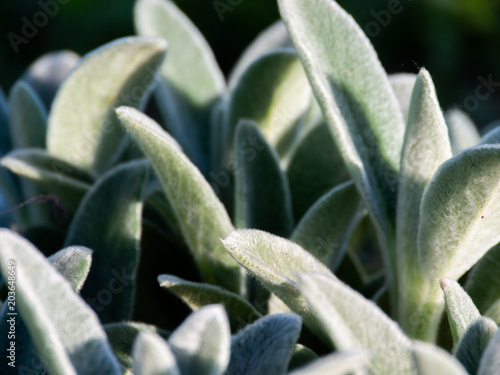 Beautiful gray young soft leaves with pile. Green-gray background.