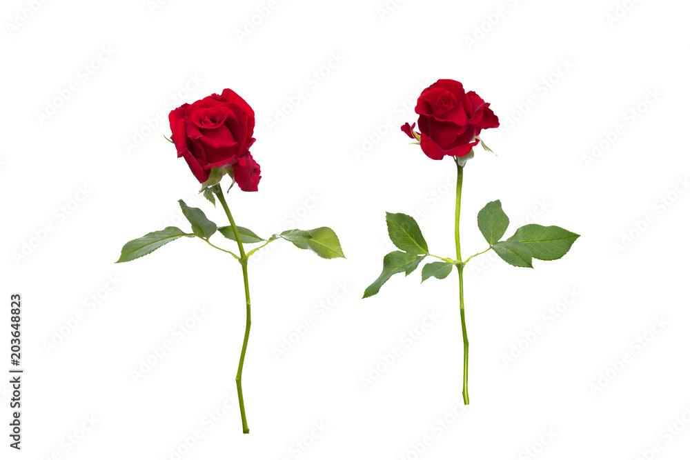 Red rose isolate on white background with clipping path Red rose isolate on white background with clipping path