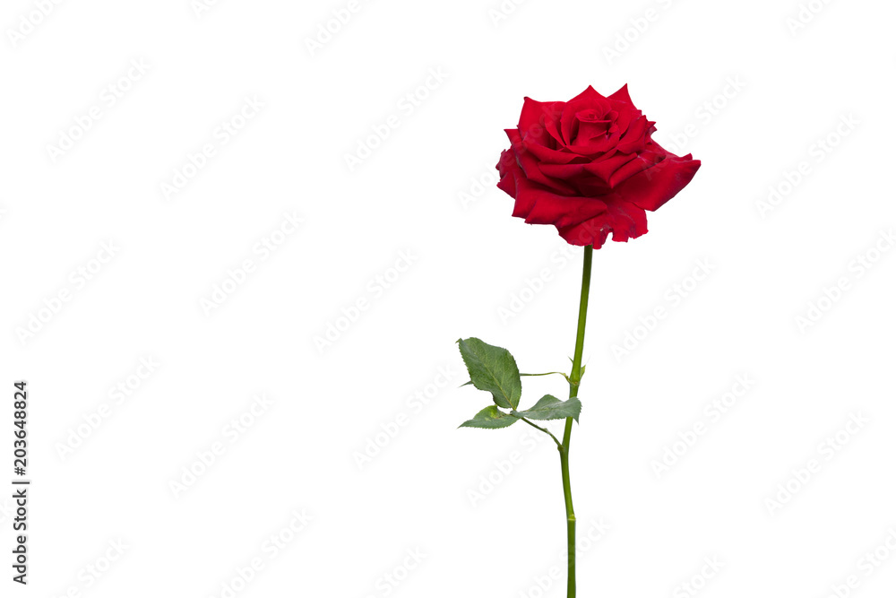 Red rose isolate on white background with clipping path Red rose isolate on white background with clipping path