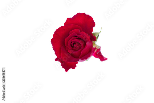 Red rose isolate on white background with clipping path