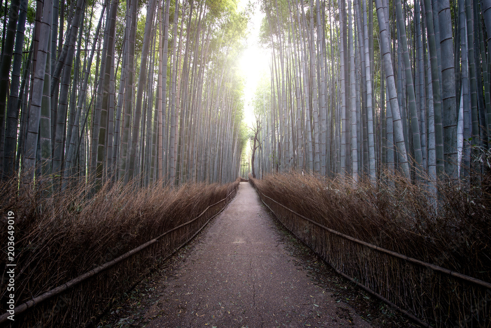 Obraz premium Bamboo forest in Kyoto countryside