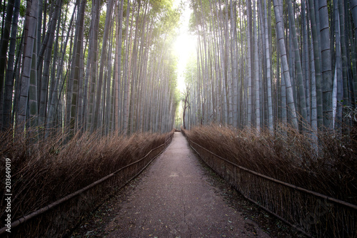 Bamboo forest in Kyoto countryside