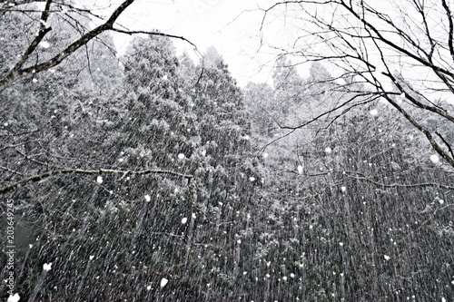 雪の降る森