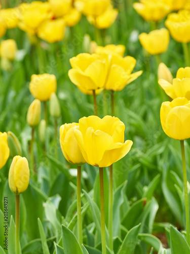 黄色いチューリップ畑