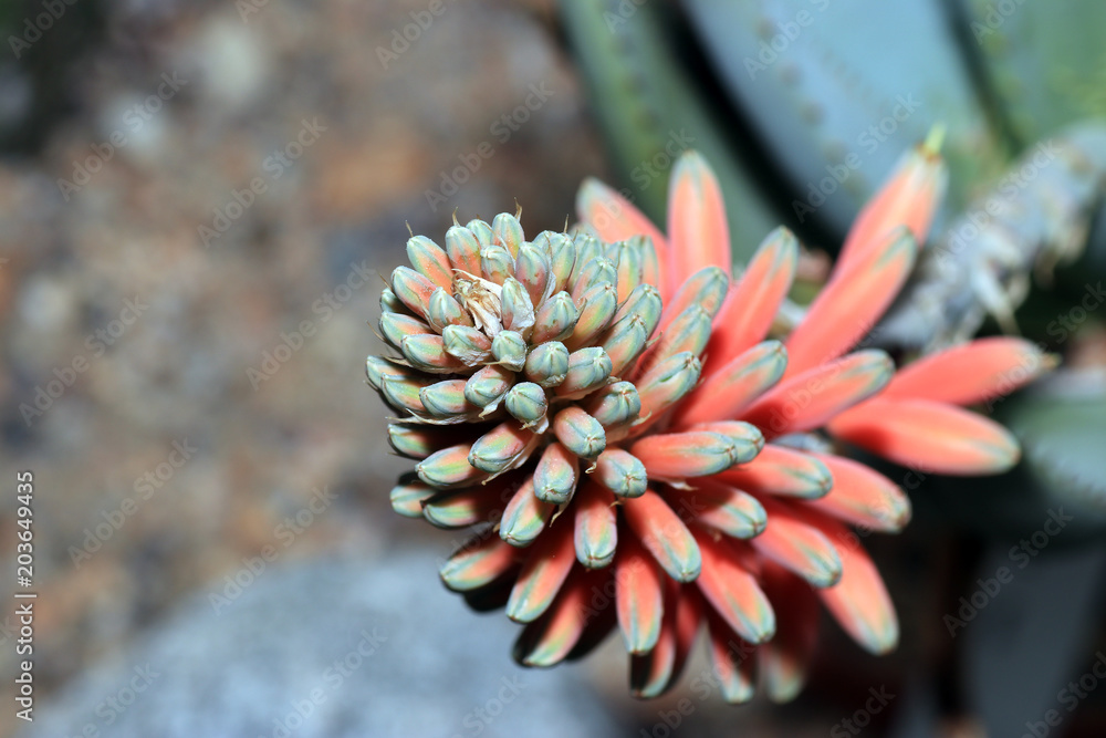 Succulents are succulent plants that are adapted to special climatic and soil conditions
Succulents are succulent plants that are adapted to special climatic and soil conditions
