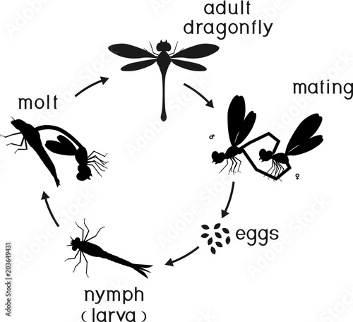 Life cycle of dragonfly. Sequence of stages of development of dragonfly from egg to adult insect