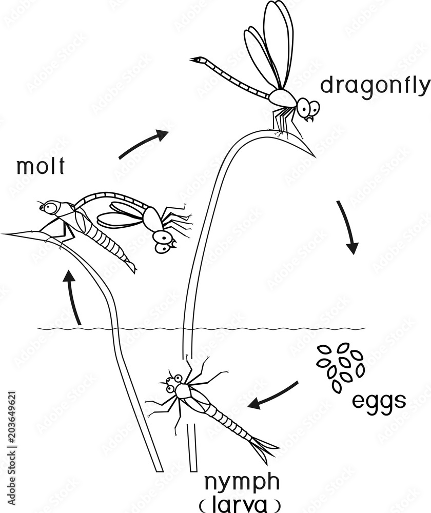 Coloring page. Life cycle of dragonfly Stock Vector | Adobe Stock